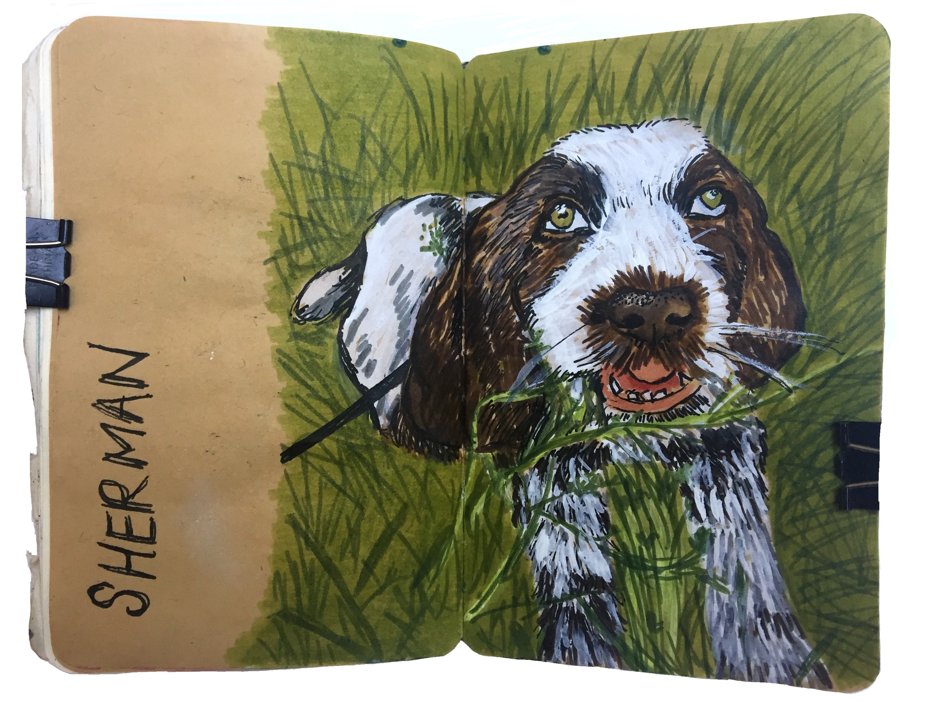 Day 234/365 of Year of Creative Habits. A mixed media art journal illustration of a cute white and brown dog lounging in the grass from Reddit Gets Drawn.
